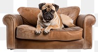 PNG Dog furniture mammal animal. AI generated Image by rawpixel.