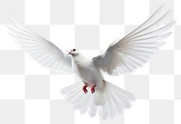 PNG White dove animal flying bird