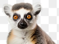 PNG  Lemur wildlife animal mammal. AI generated Image by rawpixel.