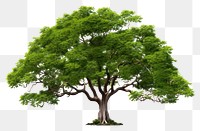 PNG Rain tree plant white background tranquility. 