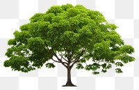 PNG Rain tree plant white background tranquility. 