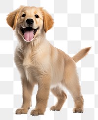 PNG Puppy retriever mammal animal. 