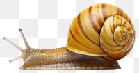 PNG Snail snail animal  