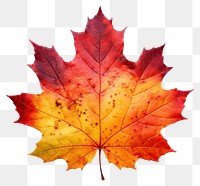 PNG Autumn maple leaf plant tree. 