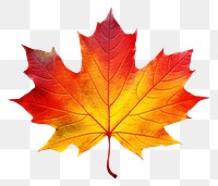 PNG Autumn maple leaf plant tree. 