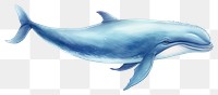 PNG Cute animals whale dolphin mammal. 