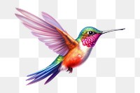 PNG Hummingbird drawing cartoon animal. 