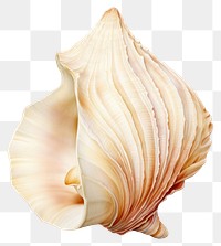 PNG Shell conch white background invertebrate. AI generated Image by rawpixel.