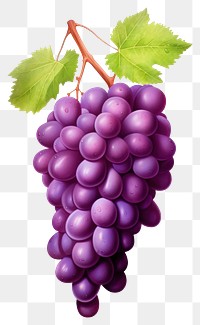 PNG Grapes food fruit plant. 