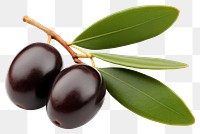 PNG Olives fruit branch plant. 