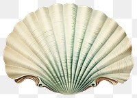 PNG Mollusc Shell seashell pattern clam. 