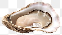 PNG Oyster Shell seashell seafood clam. AI generated Image by rawpixel.