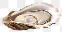 PNG Oyster Shell shell clam white background. AI generated Image by rawpixel.