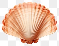 PNG Scallop Shell seashell seafood clam. 