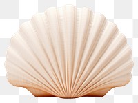 PNG Shell shell clam  