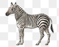 PNG The Zebra, vintage animal illustration by Charles Hamilton Smith, transparent background. Remixed by rawpixel.