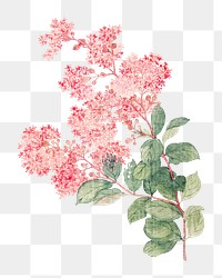 PNG Hydrangea, vintage flower illustration by Ma Yuanyu, transparent background. Remixed by rawpixel.