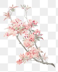 PNG Crabapple Blossoms, vintage flower illustration by Ma Yuanyu, transparent background. Remixed by rawpixel.