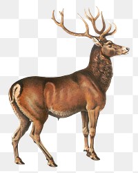 PNG American stag, vintage wild animal illustration, transparent background. Remixed by rawpixel.