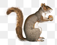 PNG Squirrel holding walnut, vintage animal illustration, transparent background. Remixed by rawpixel.