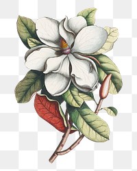 PNG Magnolia grandiflora, vintage flower illustration by Georg Dionysius Ehret; Etcher, transparent background. Remixed by rawpixel.