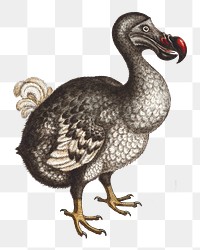 PNG Dodo bird, vintage extinct animal illustration by George Edwards, transparent background. Remixed by rawpixel.