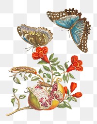 PNG Blue Butterflies and Pomegranate, vintage botanical illustration by Maria Sibylla Merian, transparent background. Remixed by rawpixel.