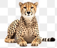 PNG Cheetah wildlife animal mammal. 