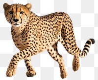 PNG Cheetah wildlife animal mammal. 