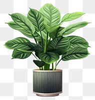 PNG Calathea peacok plant vase leaf  