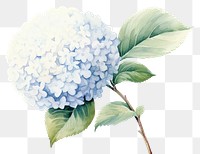 PNG Snowball flower plant white leaf. AI generated Image by rawpixel.