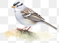 PNG White Crowned Sparrow sparrow animal bird. 