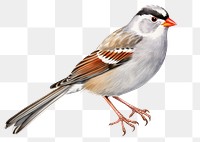 PNG White Crowned Sparrow sparrow animal bird. 