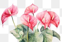 PNG Anthurium flower plant inflorescence. AI generated Image by rawpixel.