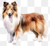 PNG Shetland sheepdog mammal animal pet. 