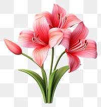 PNG Amaryllis flower plant lily. AI generated Image by rawpixel.