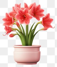 PNG Flower flowerpot amaryllis plant. AI generated Image by rawpixel.