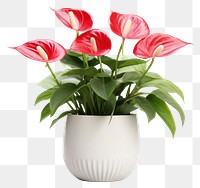 PNG Anthurium flower flowerpot plant. 