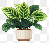 PNG Calathea peacok plant leaf  houseplant. 