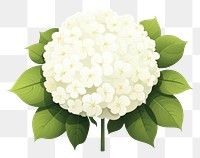 PNG Snowball flower plant white leaf. 