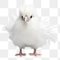 PNG Silkie chicken animal white bird. 