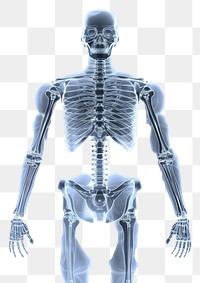 PNG Xray human  radiography. 