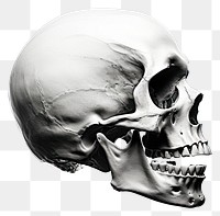 PNG Xray white white background anthropology