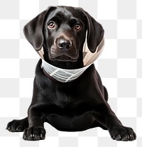 PNG Black labrador dog animal mammal. AI generated Image by rawpixel.