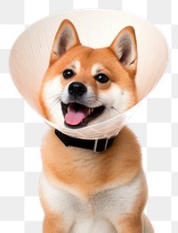 PNG Shiba inu dog mammal animal. 