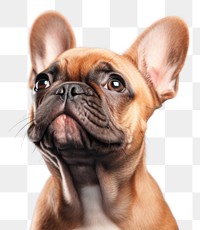PNG  French bulldog portrait animal mammal. AI generated Image by rawpixel.