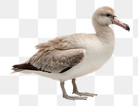 PNG Albatross animal goose white. 