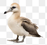 PNG Albatross animal beak bird. AI generated Image by rawpixel.