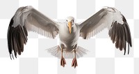 PNG Albatross animal flying white. AI generated Image by rawpixel.
