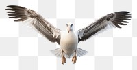 PNG Albatross flying seagull animal. AI generated Image by rawpixel.